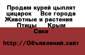 Продам курей цыплят,цицарок. - Все города Животные и растения » Птицы   . Крым,Саки